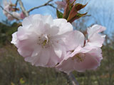 『はるか』の花