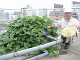 屋上緑化メンテナンス 培地バッグによるサツマイモ緑化