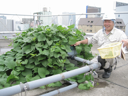 屋上緑化メンテナンス 培地バッグによるサツマイモ緑化